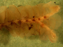 Ventral view of stem of Chiloscyphus hookeri.